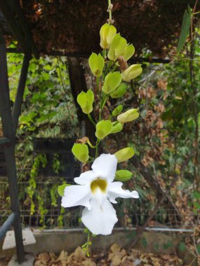 Beyaz Thunbergia bitkisinin asılı çiçeği açık hava parkında