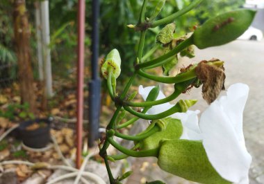 Ants on Thunbergia grandiflora climbing plant clipart