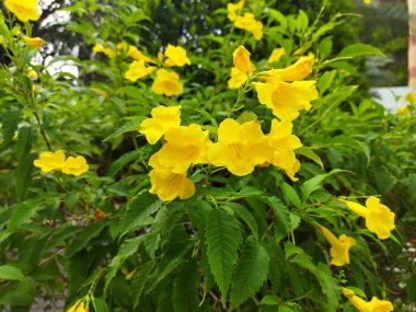 Tecoma stans sarı çiçekleri ya da doğada yetişen sarı yaşlı bitkiler