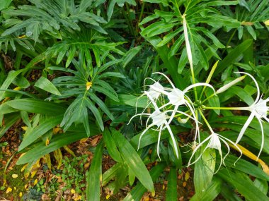Plaj zambağı beyaz çiçeği ya da açık bir bahçede Hymenocallis littoralis