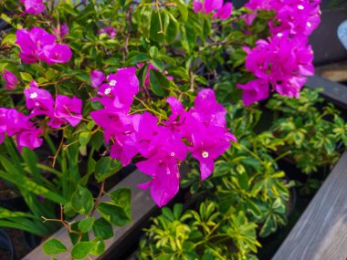 Bougainvillea 'nın yeşil yapraklı ve bahçeli mor çiçeklerinin yakın görüntüsü