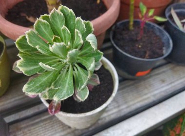 Small Euphorbia Monadenium plant on pot at an outdoor garden clipart