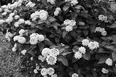 Lantana Camara çiçeklerinin açık hava bahçesindeki siyah beyaz fotoğrafı.