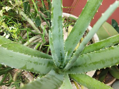 Kapalı çekim aloe vera bitkisi açık hava bahçesinde, aloe vera bitkisinin eşsiz bir şekli var. 