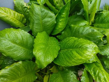Sabah yağmurdan sonra Dieffenbachia seguine bitkisinin ıslak yaprakları