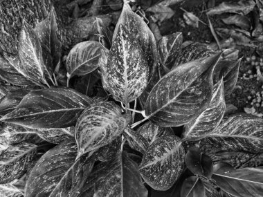 Aglaonema bitkisinin açık hava bahçesindeki ot üzerindeki siyah beyaz fotoğrafı.