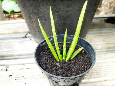 Küçük siyah bir tencerede yetişen genç bir aloe vera bitkisi, bu bitkinin kalın yeşil yaprakları ve küçük beyaz noktaları var.