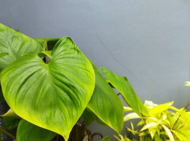 Bir Philodendron Heartleaf bitkisinin yakın plan çekimi. Gri arka planda canlı yeşil, kalp şeklinde yaprakları vurguluyor.