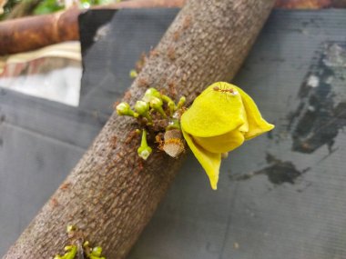 Artocarpus heterophyllus veya Jackfruit 'in birkaç küçük karınca dallı yakın plan fotoğrafı.