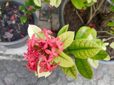 Yukarıdan aşağıya yakın plan, açık bir bahçede canlı pembe Ixora çiçeklerini yakalar.