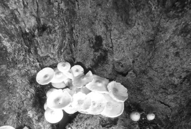 Tek renkli yakın plan bir ağaç gövdesinin kabuğunda büyüyen farklı solungaçları olan beyaz, narin mantar kümesini gösterir.