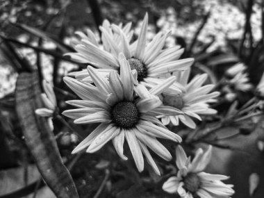 Üzerinde desenli taç yaprakları ve koyu renkli yapraklar olan papatya benzeri çiçeklerin bulanık yapraklarla çevrili tek renkli bir fotoğrafı.