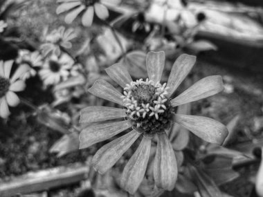 Bir Zinnia çiçeğinin detaylı siyah beyaz görüntüsü. Karmaşık taç yapraklarını ve dokulu merkezini vurguluyor.