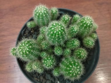 Küçük yeşil kaktüs kümesi, tepeden tırnağa manzara.