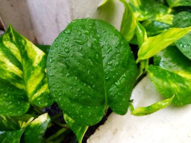 Pothos veya Epipremnum aureum yaprağı üzerinde taze yağmur damlaları yakalayan güzel bir makro çekim, bu popüler ev bitkisinin doğal dokusunu ve ferahlatıcı hissini vurgular.