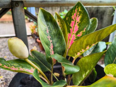 Canlı bir Aglaonema bitkisine yakın çekim. Pembe ve yeşil yapraklar bir tencerede yetişiyor.
