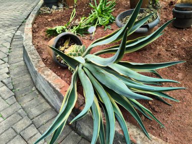 Büyük, düşmüş bir Agave bitkisi. Uzun, dikenli yaprakları yerde, kaldırım yolunun yanında.