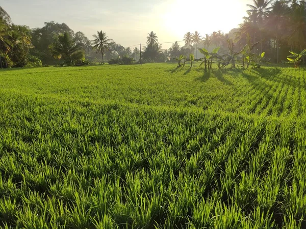 Reisfelder Morgen Mit Bäumen Hintergrund Und Der Sonne Die Gerade — Stockfoto