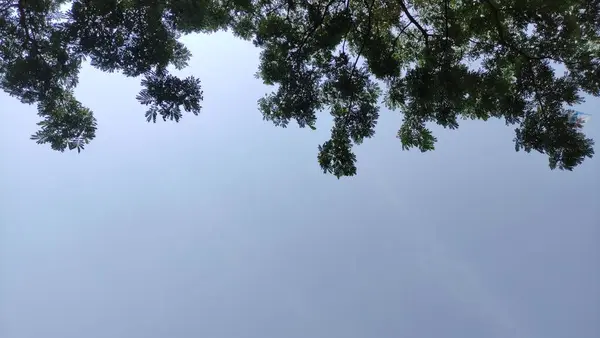 라모토로 페타이 나무는 그늘을 제공하는 고밀도 있습니다 하늘을 바닥에서 위쪽으로 — 스톡 사진