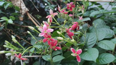 Çiçek açmış güzel Kızıl Hollanda yasemin çiçekleri (Quisqualis indica) ev süsleri için uygundur 