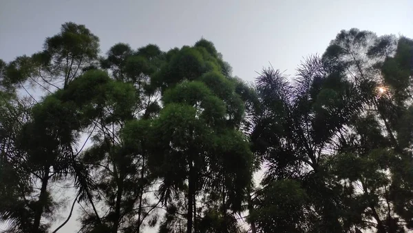 田舎の青空と樹木のデイタイムビュー インドネシアのココナッツの木と澄んだ青空の美しい景色 — ストック写真