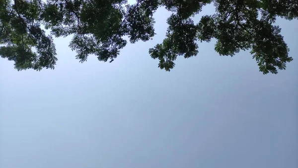 Ημερήσια Άποψη Του Γαλάζιου Ουρανού Και Των Δέντρων Στην Ύπαιθρο — Φωτογραφία Αρχείου