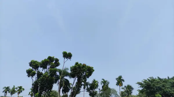Denní Pohled Modrou Oblohu Stromy Venkově Krásný Výhled Kokosové Stromy — Stock fotografie