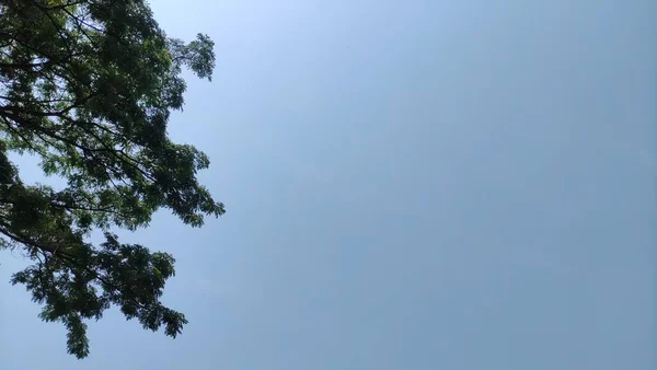 田舎の青空と樹木のデイタイムビュー インドネシアのココナッツの木々と澄んだ青空の美しい景色 下から上へ写真 — ストック写真
