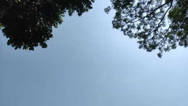 在白天可以看到蓝天和乡村的树木 在印度尼西亚 椰子树的美丽景色和蔚蓝的天空 照片从下到上 — 图库照片