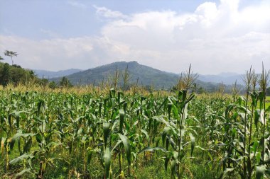 Dağlık arka planda mısır ağaçlarının manzarası ve mavi gökyüzünde bulutlar.