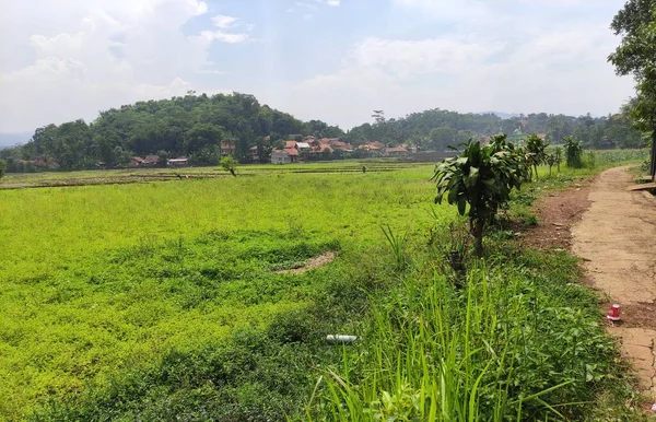 Der Blick Auf Grüne Reisfelder Mit Einem Hintergrund Von Bäumen — Stockfoto