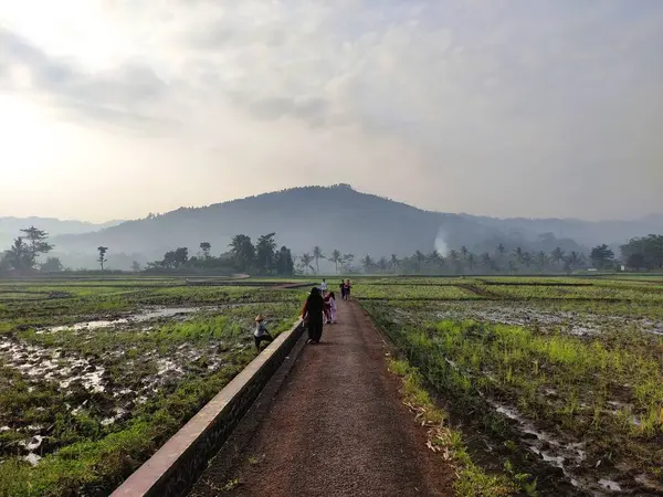 Ansichten Von Reisfeldern Getrennt Durch Straßen Mit Schönen Bäumen Und — Stockfoto