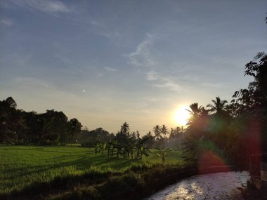 akan nehir ve pirinç tarlaları güneşin arka planında sabah yeni doğuyor.