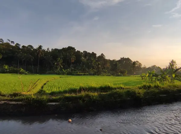 Fließender Fluss Und Reisfelder Vor Dem Hintergrund Der Sonne Die — Stockfoto