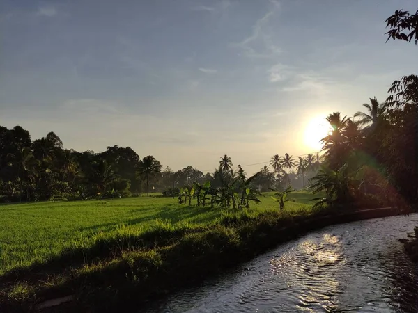 Тече Річка Рисові Поля Тлом Сонця Просто Сходить Вранці — стокове фото