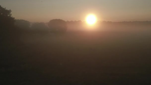 Схід Сонця Над Парком Річмонд Лондон Стадом Оленів Пасуться Мирно — стокове відео