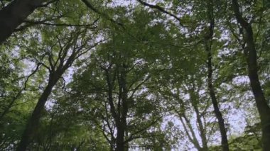 Kamera ormanın içinden geçiyor, kayın ağaçlarının arasından benekli güneş ışığına bakıyor. Burnham Beeches, Buckinghamshire