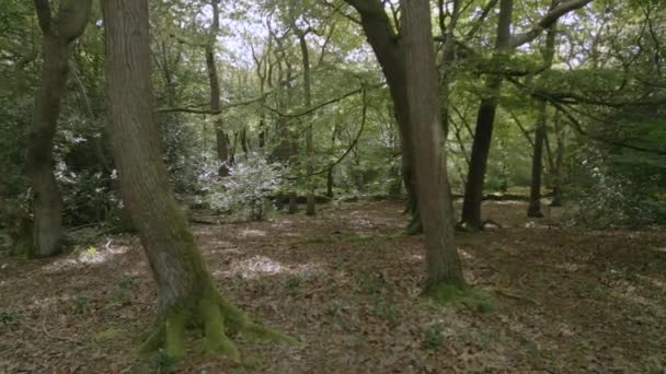 Burnham Beeches Buckinghamshire England Камера Просматривает Красивый Буковый Лес Летний — стоковое видео