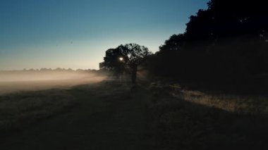 Richmond Park, Londra 'da gün doğumu. Kamera, bir geyiğin sakince otladığını gösteren bir ormanın yanında duruyor. Şafak, güneş bir meşe ağacının arkasındaki sisin içinden akıyor.. 