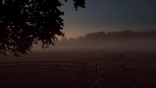 Sonnenaufgang Über Richmond Park London Mit Einer Herde Hirsche Die — Stockvideo