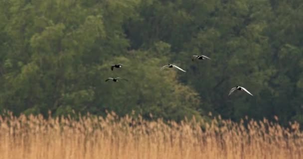 一群有胡须的燕鸥在芦苇之上飞翔 — 图库视频影像