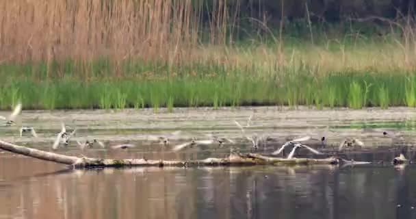 Ένα Σμήνος Από Μουστάκια Που Πετούν Πάνω Από Λίμνη — Αρχείο Βίντεο