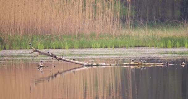 自然栖息地 自然环境中美丽的胡须燕鸥 — 图库视频影像