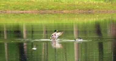 Gölde bir çift ördek.