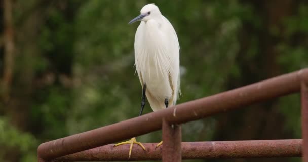 Heron Putih Berdiri Atas Pipa Logam — Stok Video