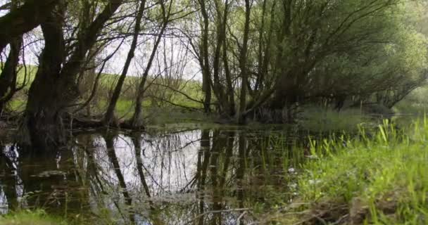 Pequeno Lago Floresta Uma Pequena Lagoa Primavera Uma Bela Paisagem — Vídeo de Stock