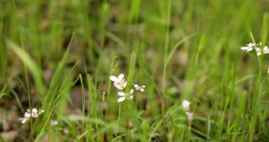 Ormandaki küçük beyaz çiçek, bayan önlüğü.