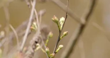 ağaç dalı bahar çiçekleri