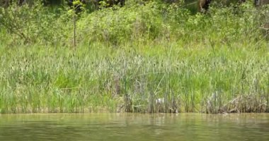 Doğanın güzel manzarası, sazlıklarda gizlenmiş beyaz balıkçıl.
