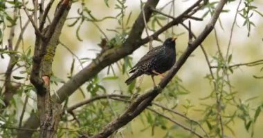 Sıradan bir sığırcık ağaçta